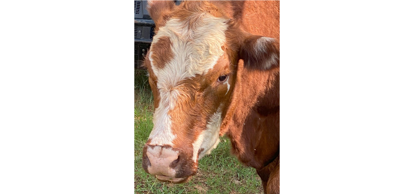 photo of a happy cow from Rowdy Girl Farm Sanctuary